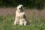 GOLDEN RETRIEVER 1107